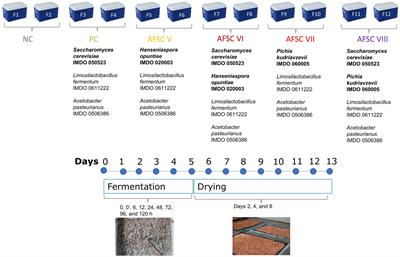 Yeast strains do have an impact on the production of cured cocoa beans, as assessed with Costa Rican Trinitario cocoa fermentation processes and chocolates thereof